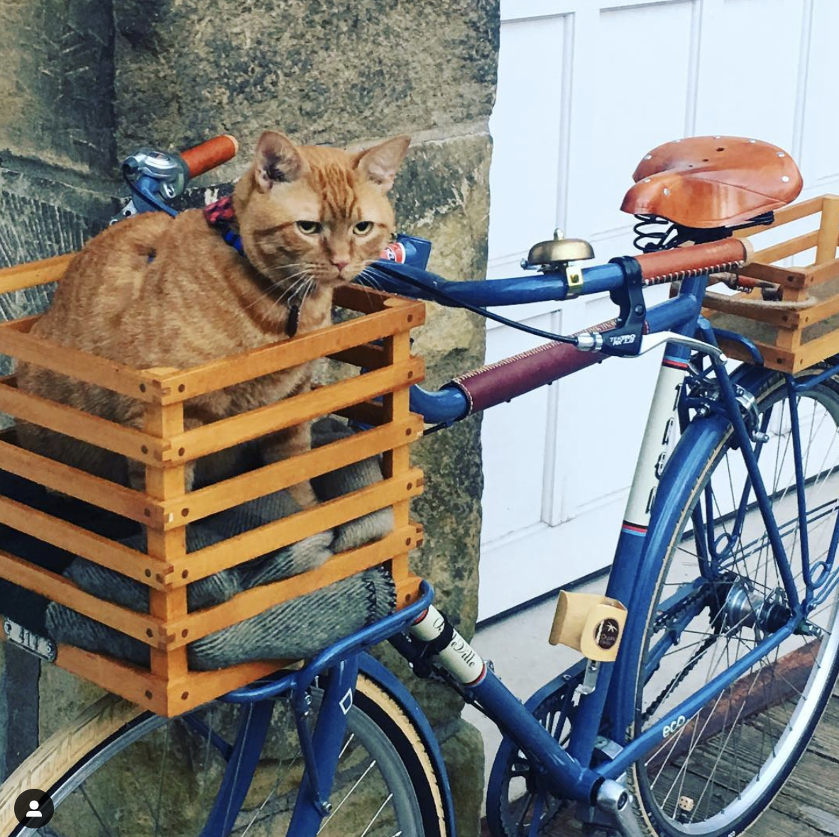 A ginger cat in a wood bike basket on the handlebars of a pretty classic bike with a leather saddle and leather bicycle accessories
