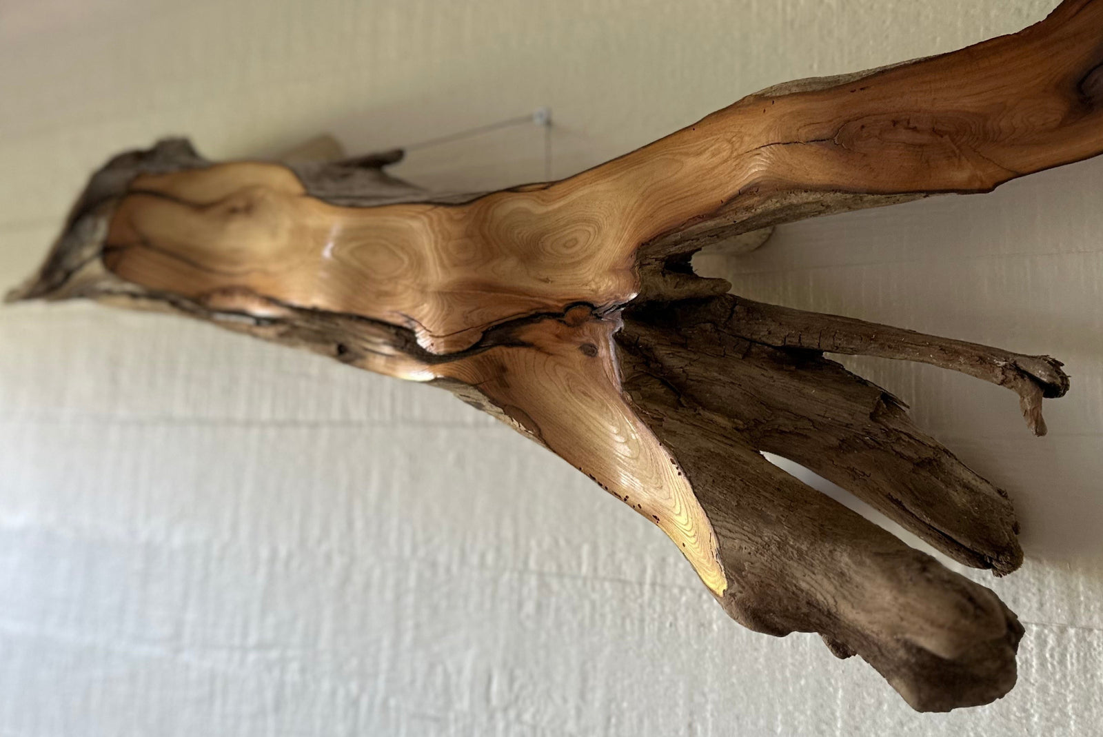 Close-up of a driftwood piece on a white wall, showing the grain and inclusion bark inside