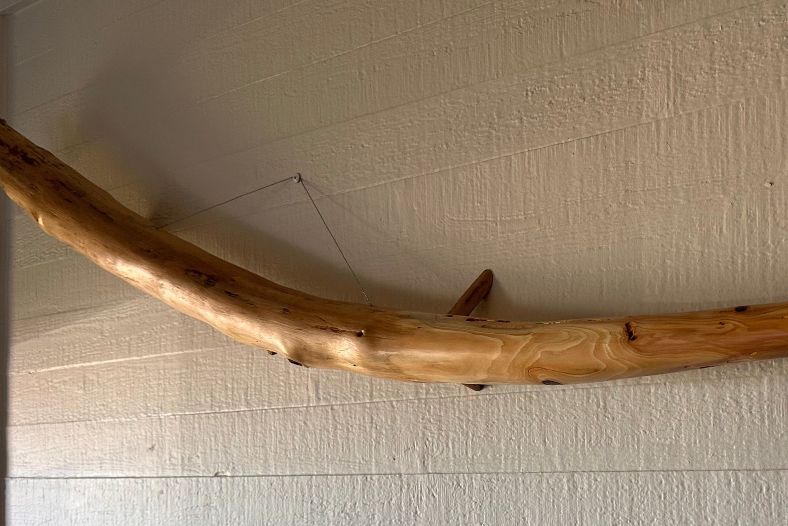 Large piece of driftwood that looks like a mammoth tusk mounted on a wall with an informational plaque below.