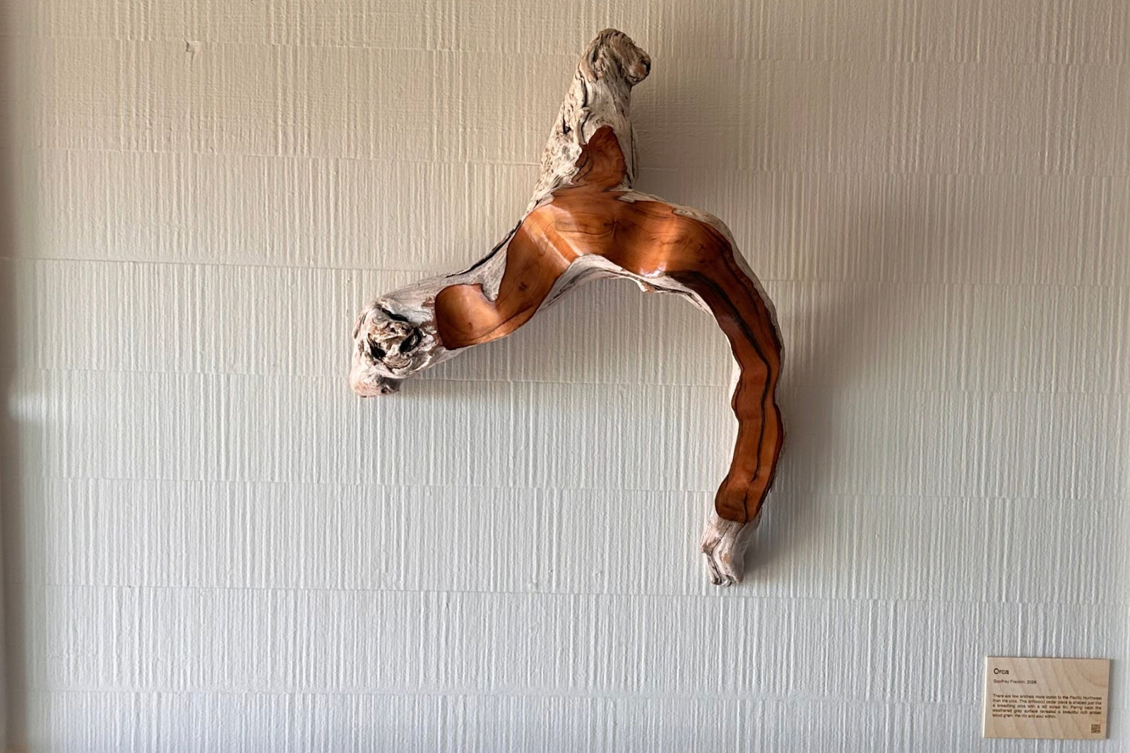 Driftwood sculpture mounted on a white wall, in shades of gray weathered driftwood and a sanded area revealing a rich dark honey colored wood, with the branch in the shape of an orca whale