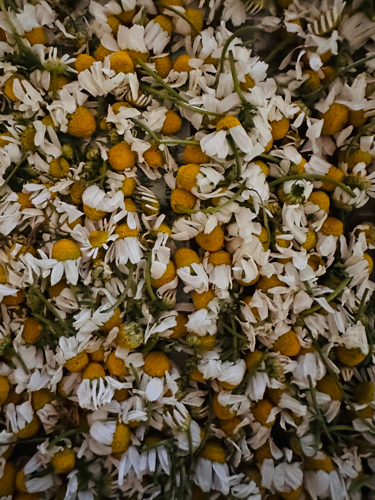 Garden-Grown Herbs and Tea