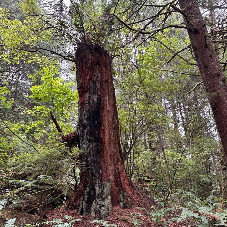Large tree stump in a forest with green foliage in the Pacific Northwest, showing ferns and first regrowth after logging
