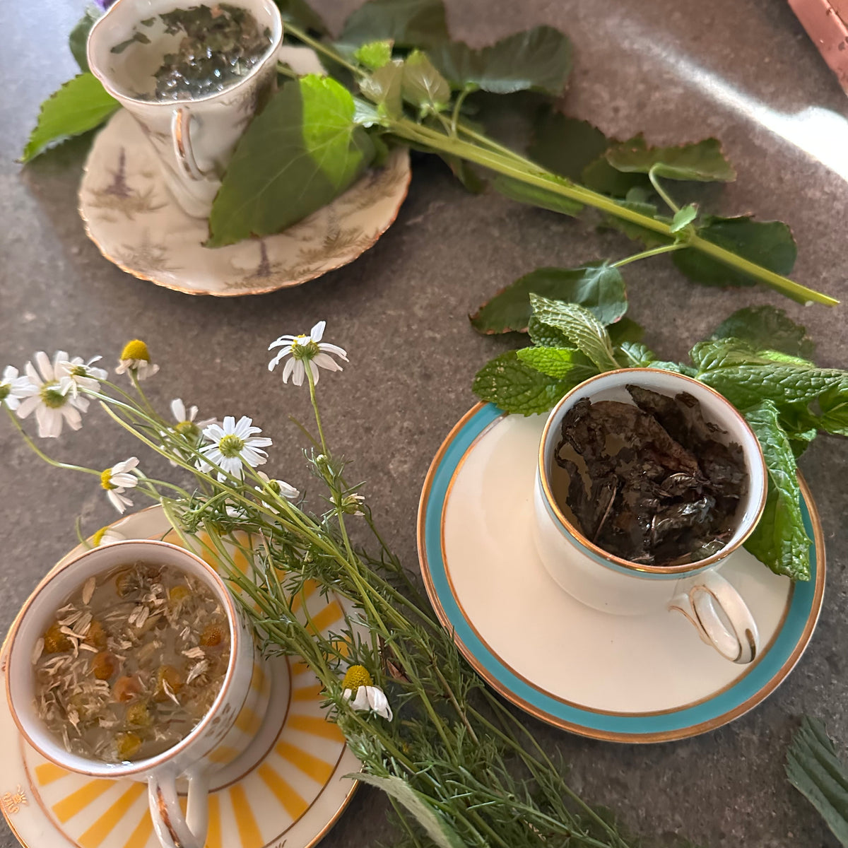 Three porcelain teacups with herbal tea leaves steeping inside, with a fresh sprig of the herbal tea plant on the saucer