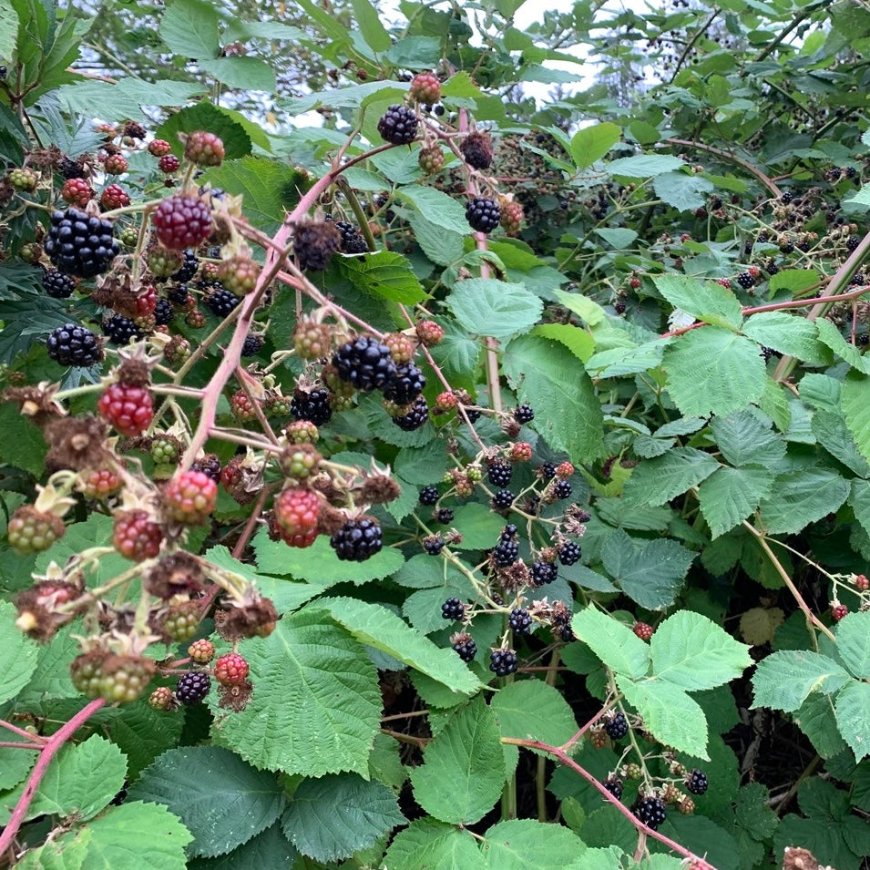 Blackberries on a bush with green leaves
