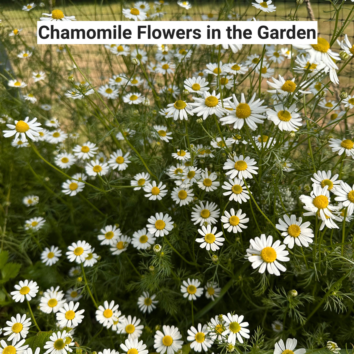Chamomile flowers in a garden with text 'Chamomile Flowers in the Garden'.