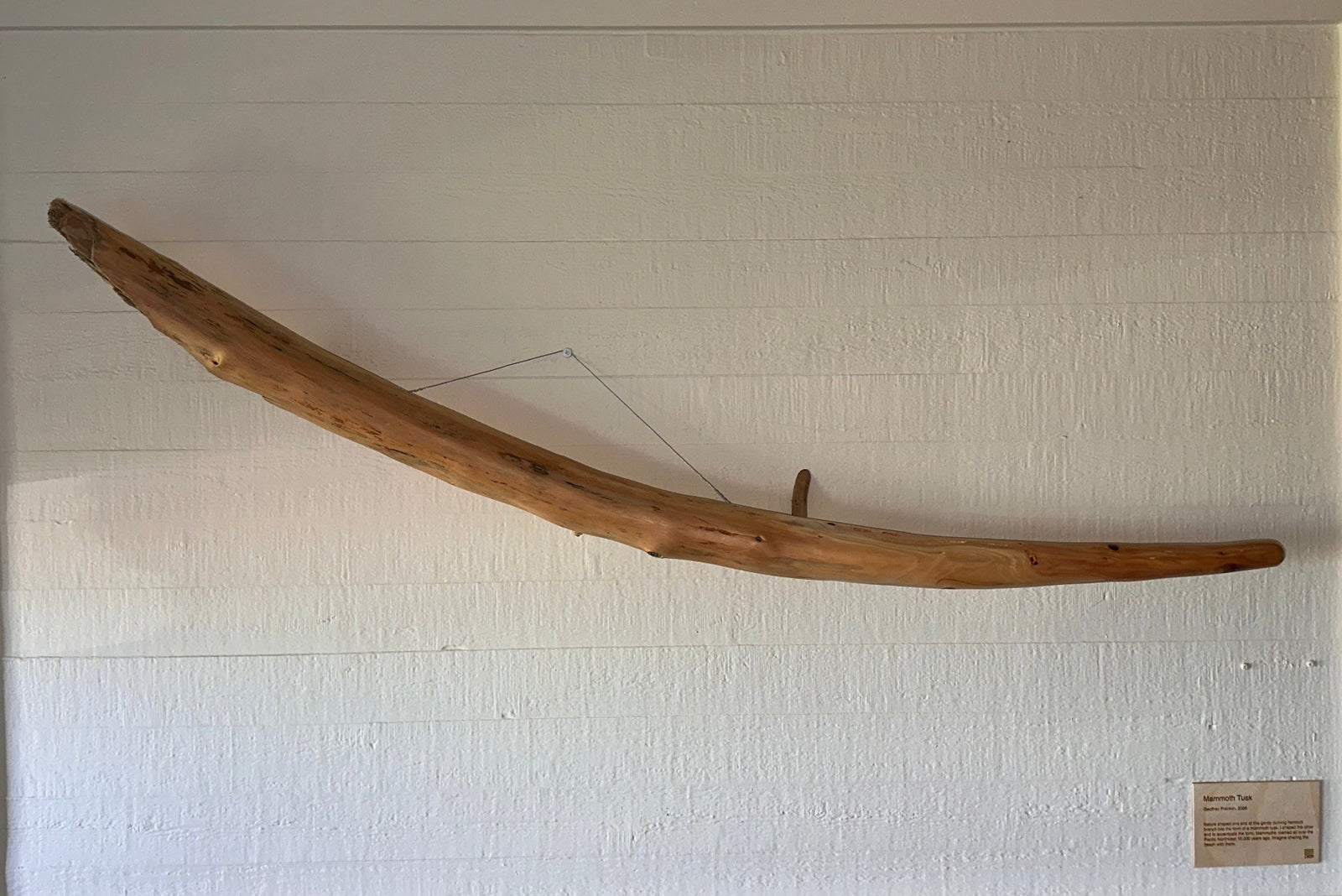 Driftwood arch mounted on a white wall with an artist placard