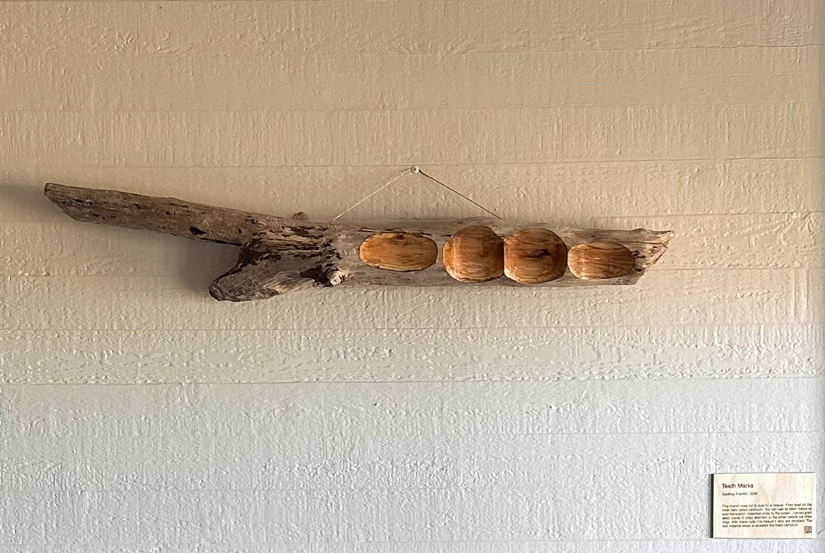 A unique driftwood art piece with sanded teeth marks mounted on a white wall in a hotel room