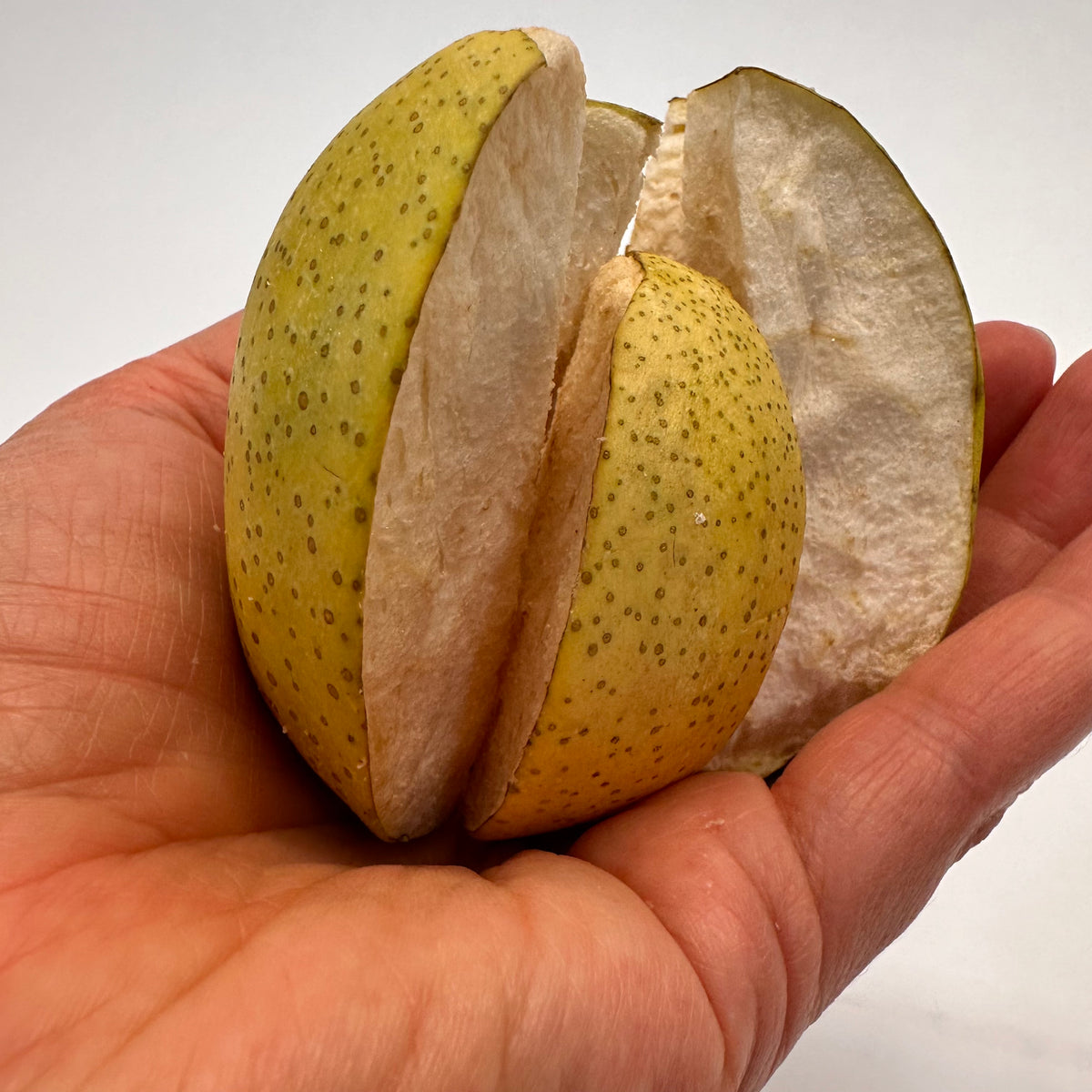 Quartered freeze-dried pear held "reassembled" into a whole pear in a hand against a white background