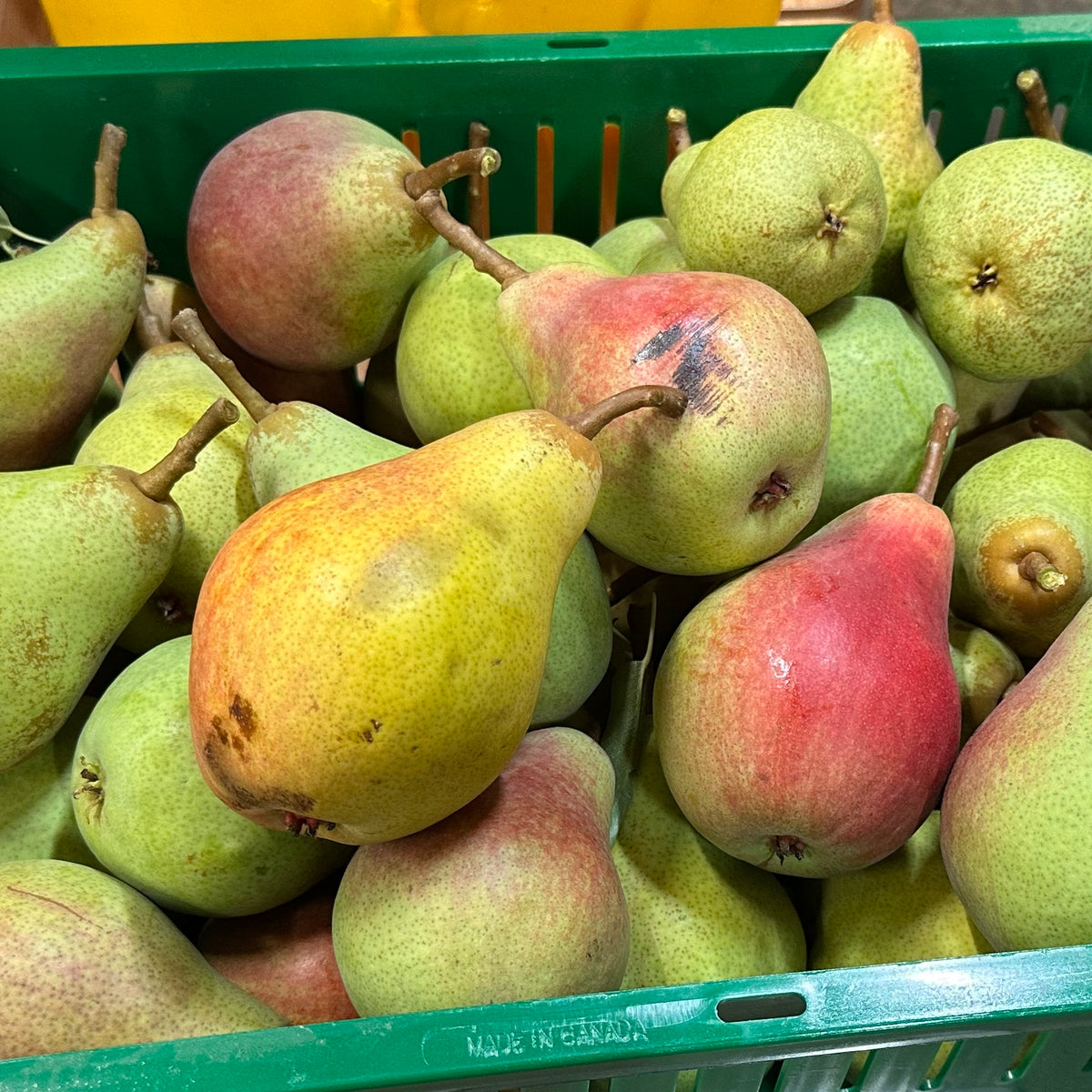 Basket of pears with a mix of green and red colors.