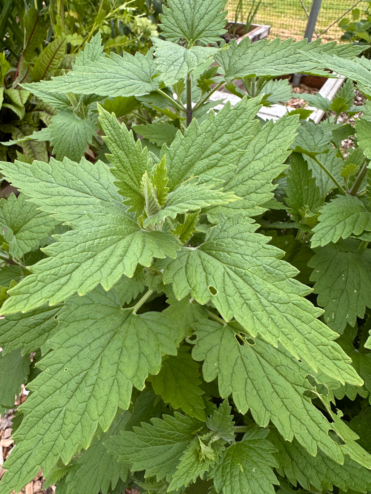 Garden-Grown Herbs and Tea