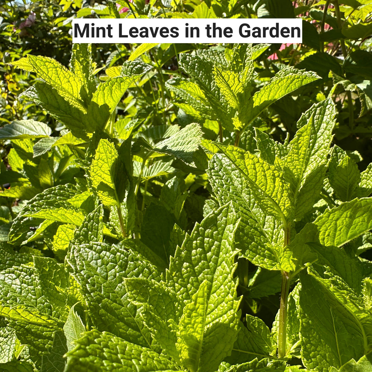 Close-up of mint leaves in a garden with text 'Mint Leaves in the Garden'.